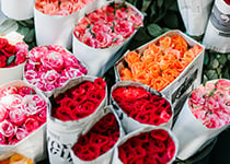 Flera buketter av färgglada rosor inslagna i papper som står i vattenfyllda hinkar, med nyanser av rosa, orange och rött.
