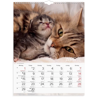 Väggkalender 2024 Stora Kattkalendern