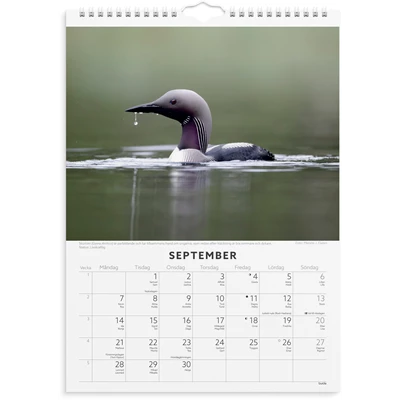 Väggkalender 2026 Fåglar
